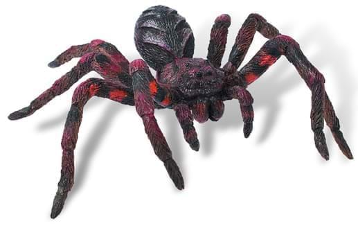 Wolf Spider