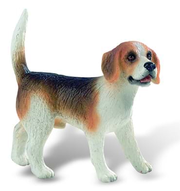 Caine rasa "BEAGLE"