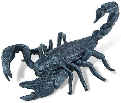 Scorpion
