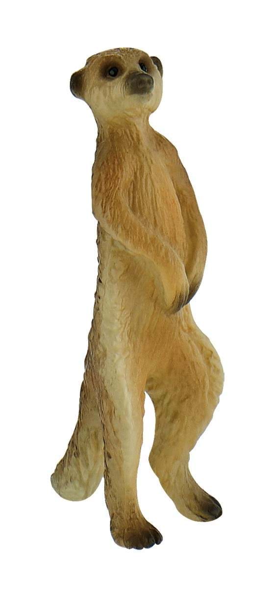 Meerkat